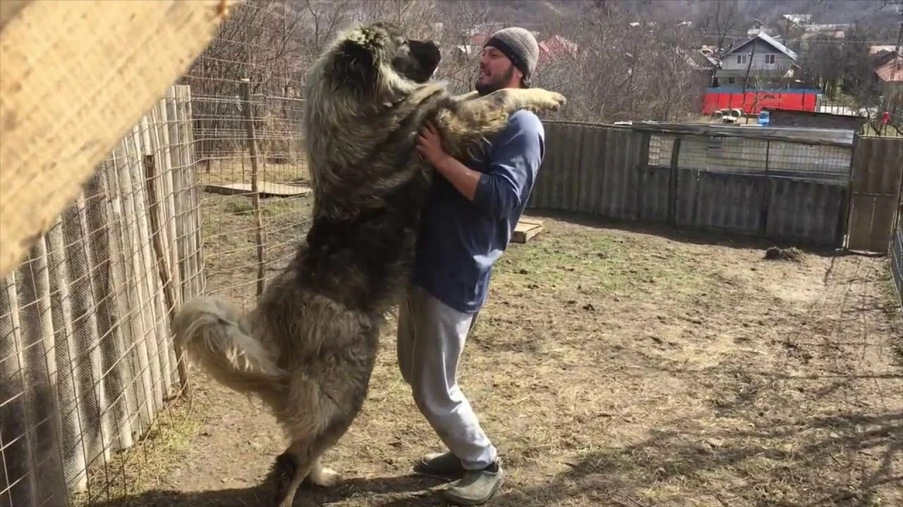 How hard is it to look after a Caucasian Shepherd?